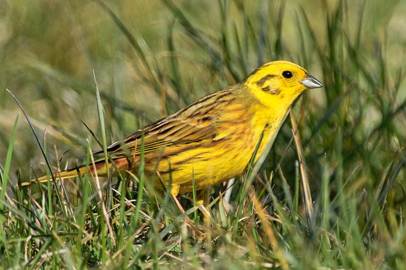 Yellow Hammer