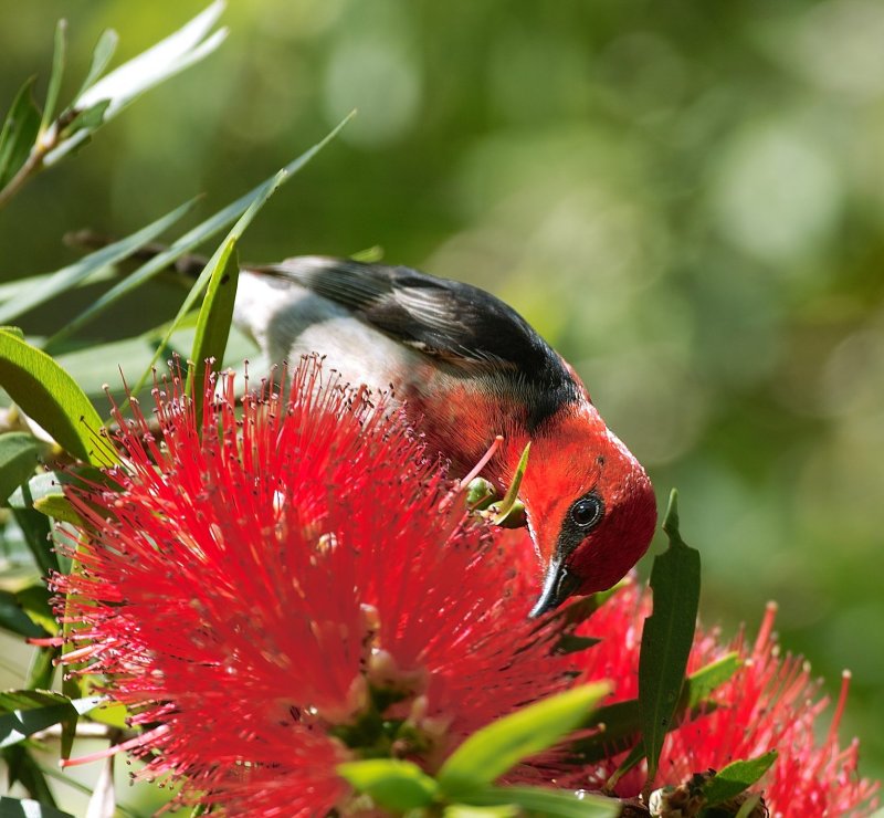 Scarlet Honeyeater