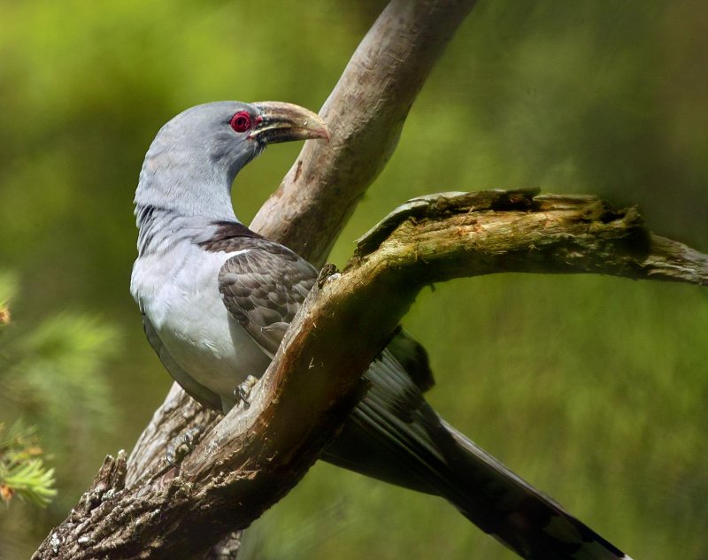 Channel Billed Cuckoo