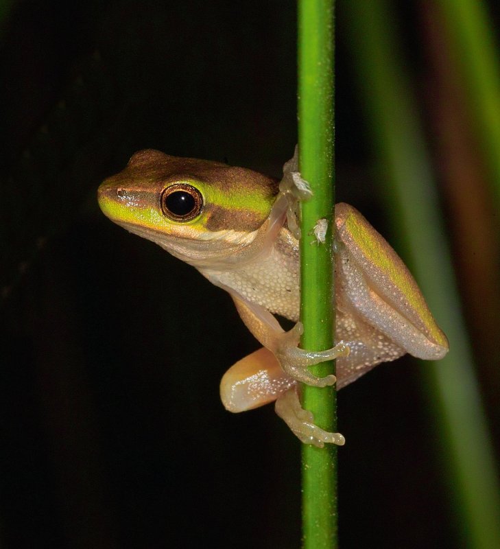 Frog On A Reed