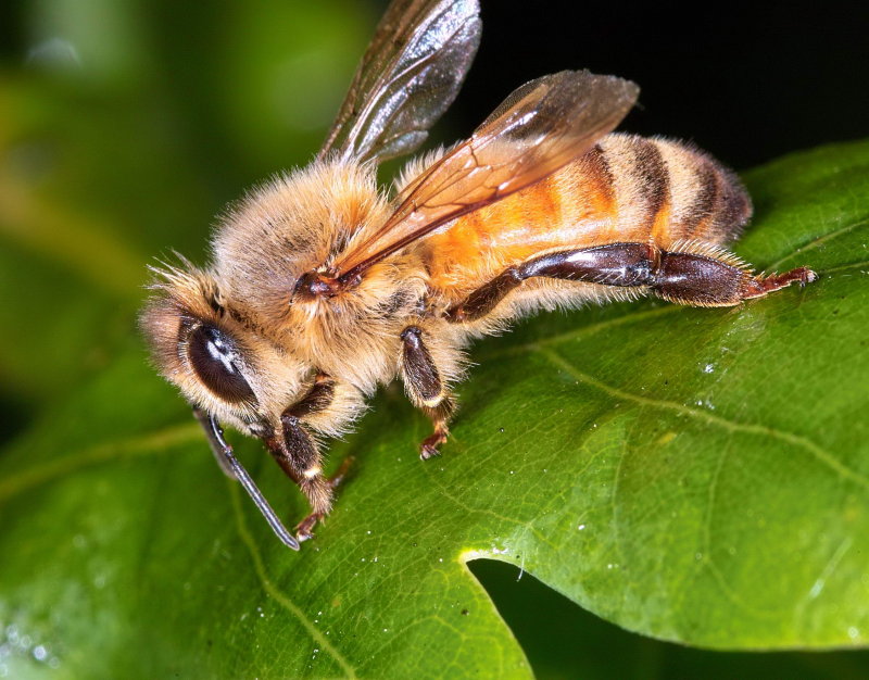 Bee Collecting Oak Tree Honeydew