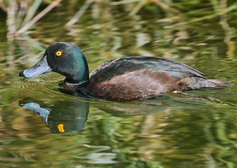 Male Teal