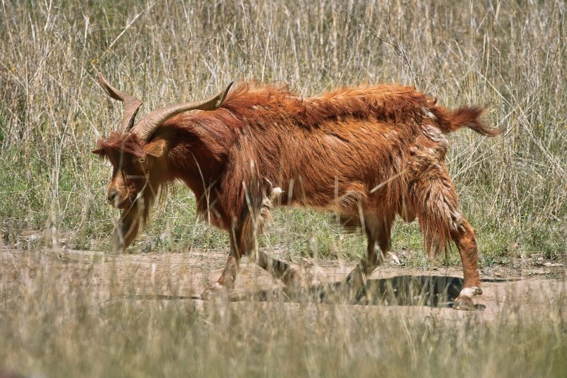 Feral Goat