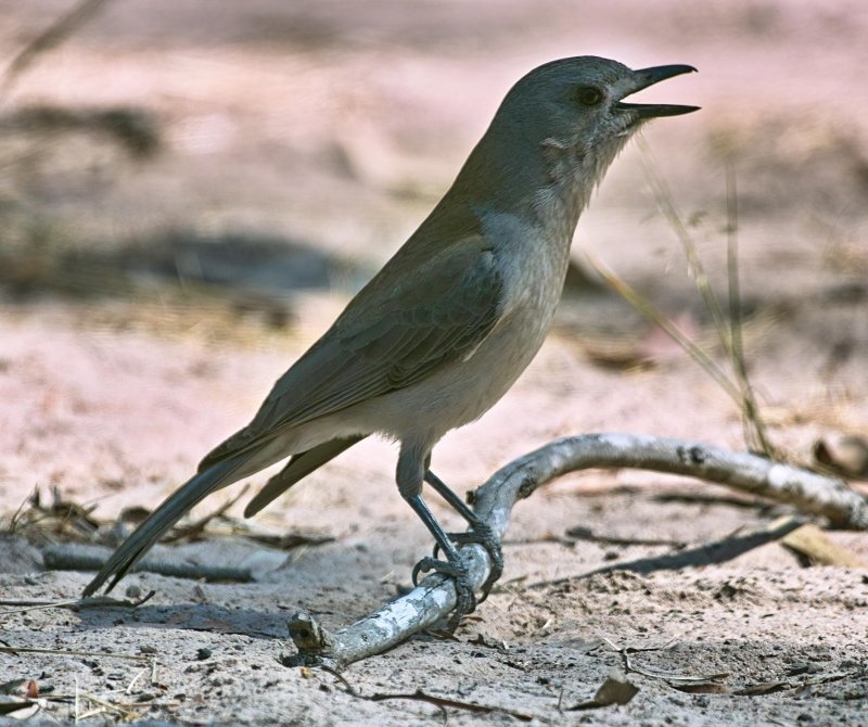 Grey Shrike Thrush