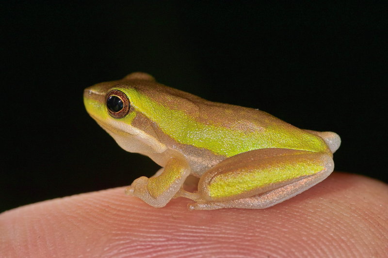 Small Frog On Finger