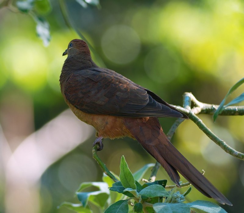 Brown Cuckoo Dove