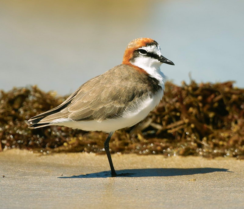 Red Capped Plover Male
