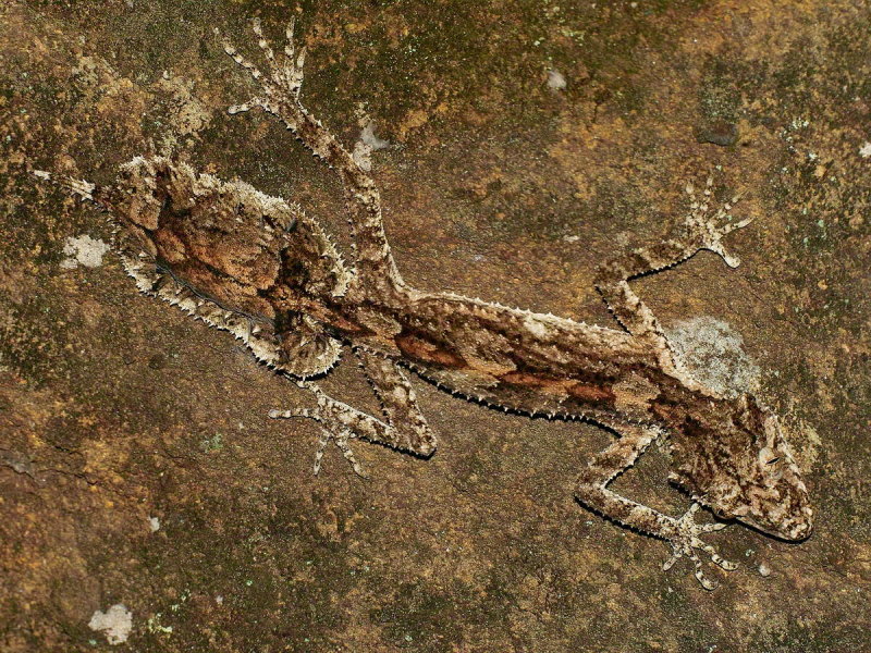 Leaf Tailed Gecko - Saltuarius salebrosus