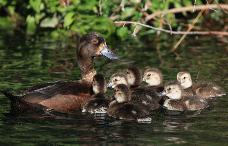 Teal And Young