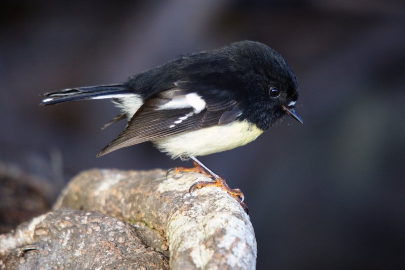 MaleTomTit