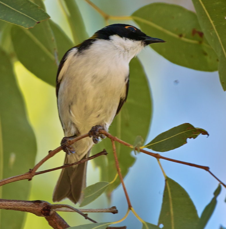 White-naped Honeyeater