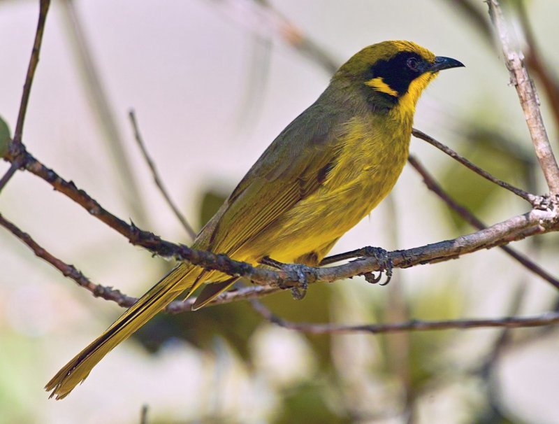 Yellow Tufted Honeyeater
