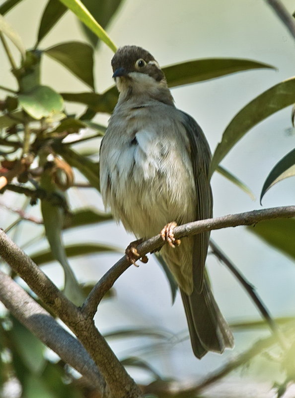 Brown Headed Honeyeater