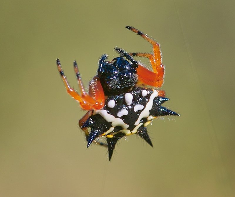Cute Spider