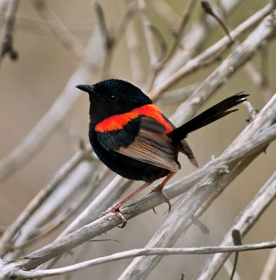 Red Back Fairy Wren