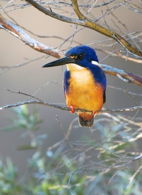 Azure Kingfisher