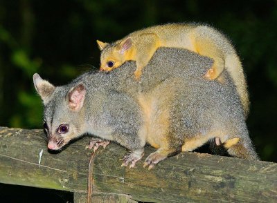 Brush Tailed Possum And Young