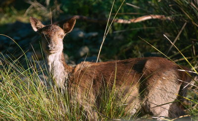 Fallow Deer