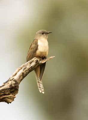 Brush Cuckoo