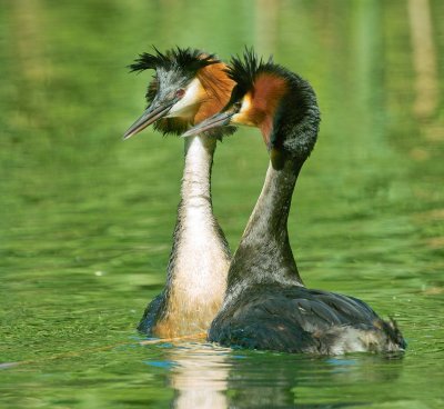 Great Crested Grebes Courting