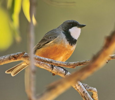 Rufous Whistler