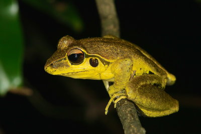 Perching Frog