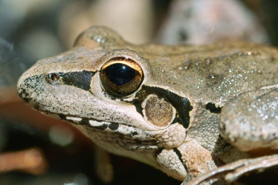 Broad Palmed Frog at Sundown NP