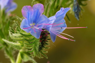 Vipers Bugloss Flower