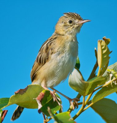 Cisticola