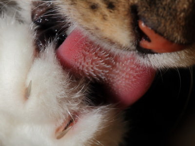 Cat's Tongue Up Close