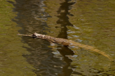 Freshwater Crocodile