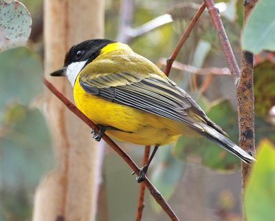 Golden Whistler