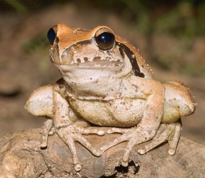Frog - Wilcox's frog