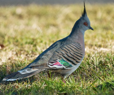 Crested Pigeon