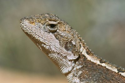 Nobbi Dragon