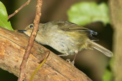 Large Billed Scrubwren