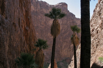 Palm Canyon, Quartzsite, AZ, 2009
