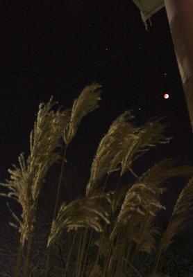 Lunar Eclipse, Saturn, Regulus above Buster Keaton's old Pampas grass