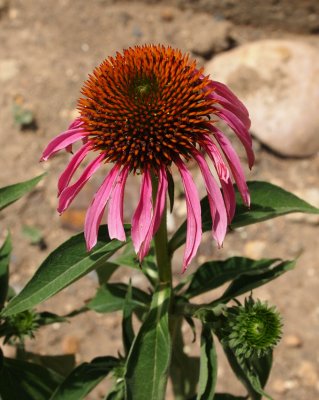 Purple Coneflower