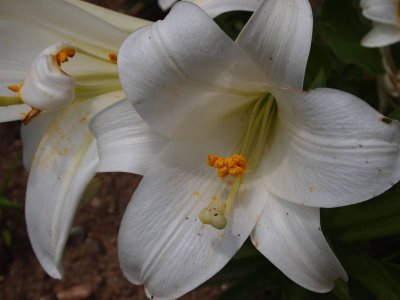June Easter Lily