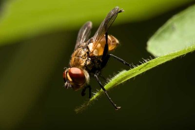 Tachinid fly (family Tachinidae)
