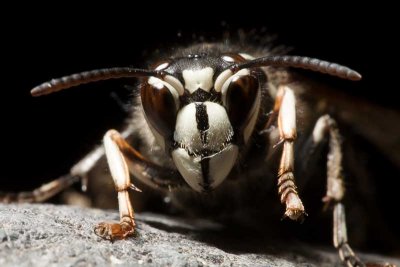 Bald-faced Hornet (Dolichovespula maculata)
