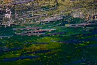 Steelhead holding in Big Bend Pool, Steamboat Creek, OR