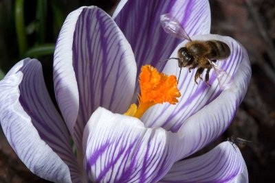Honey bee landing (family Apidae)
