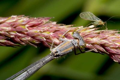 Predator & Prey: Damselfly and Aphid