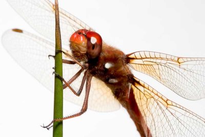 Cardinal Meadowhawk dragonfly, front view (family Libellulidae)