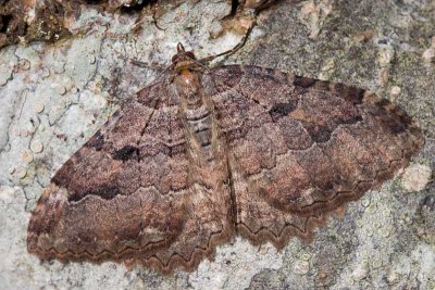 Camouflaged moth (order Lepidoptera)