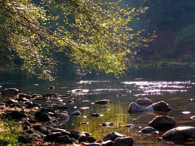 Fishing for Steelhead on the North Umpqua River, OR