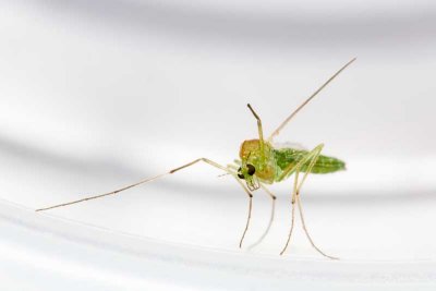Green midge (family Chironomidae)