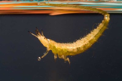 Water Scavenger Beetle larva (family Hydrophilidae)